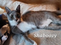 Shaboozy - Photo 2