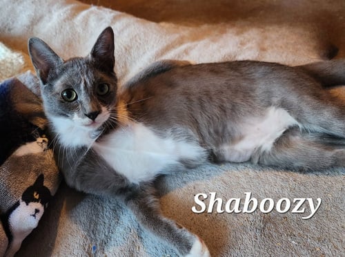 SHABOOZY - Domestic Short Hair available for adoption
