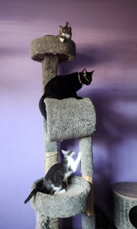 Shaboozy - Photo 3