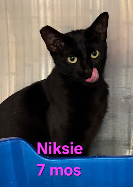 Niksie Image