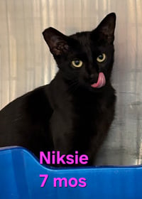 Niksie - Photo 1