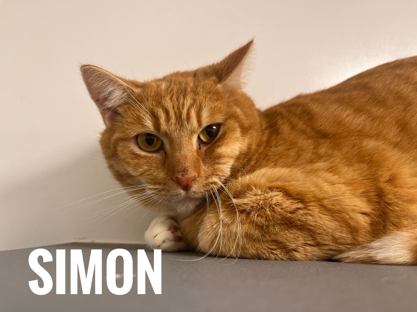 SKY - Domestic Short Hair available for adoption