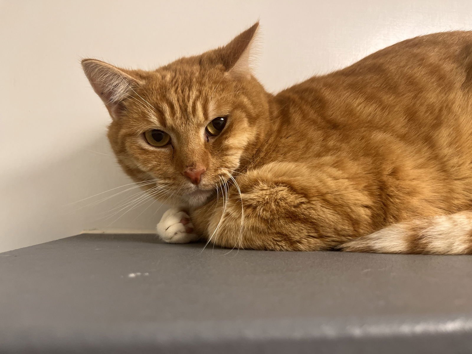 SKY - Domestic Short Hair available for adoption