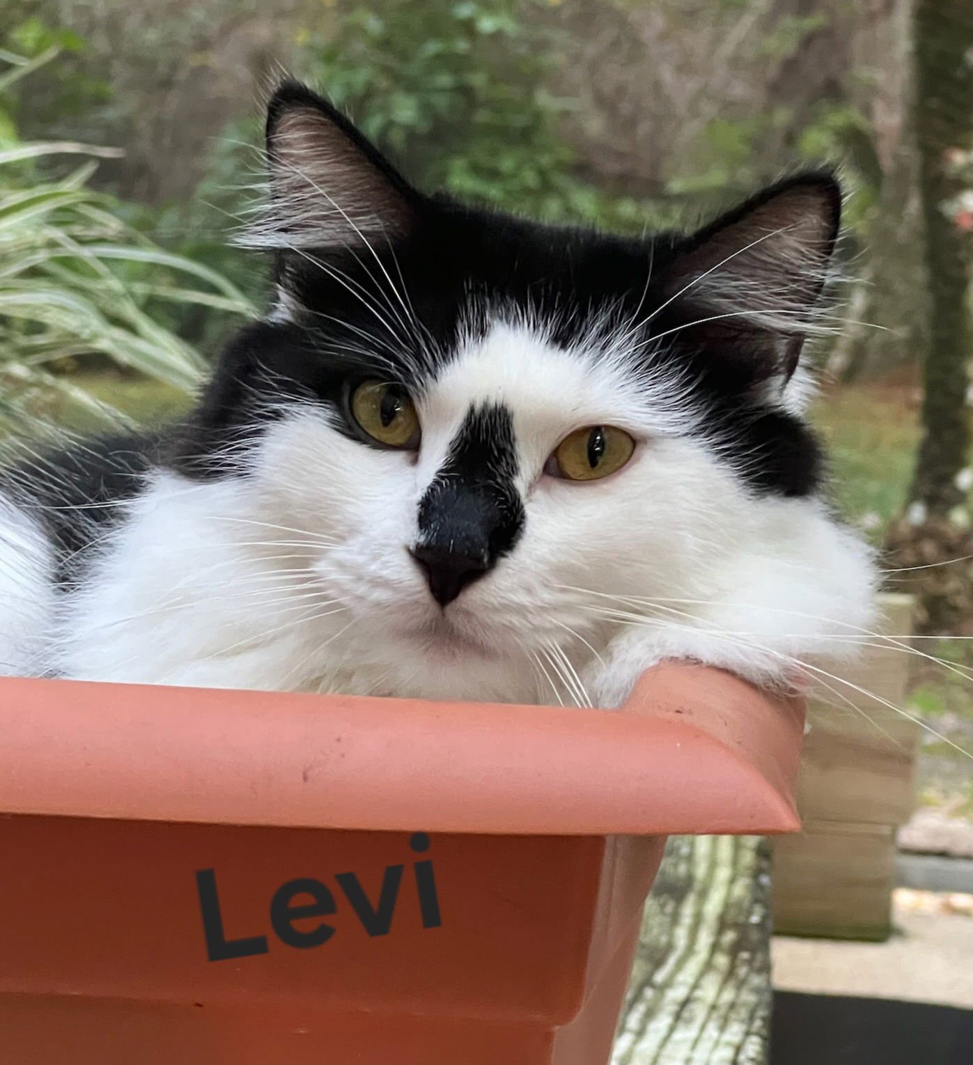 LEVI - Domestic Medium Hair available for adoption