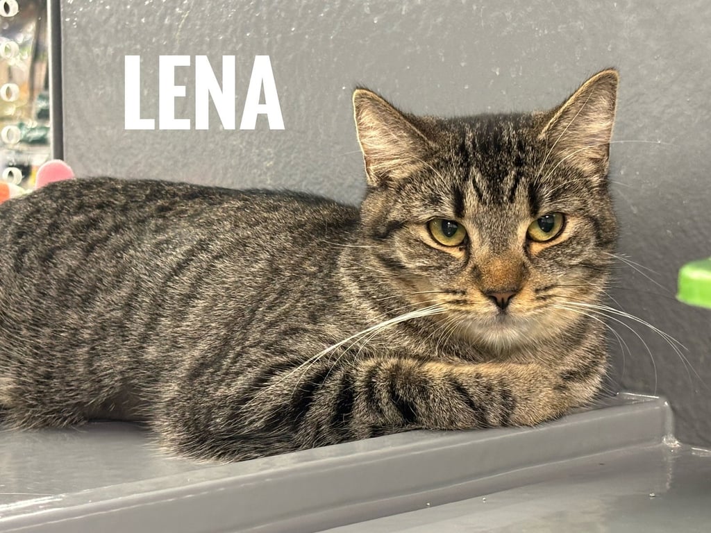 Lena Image
