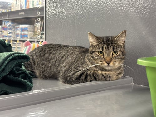LENA - Domestic Short Hair available for adoption