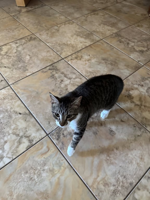 Brody Image