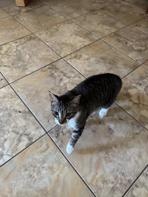 BRODY - Domestic Short Hair available for adoption