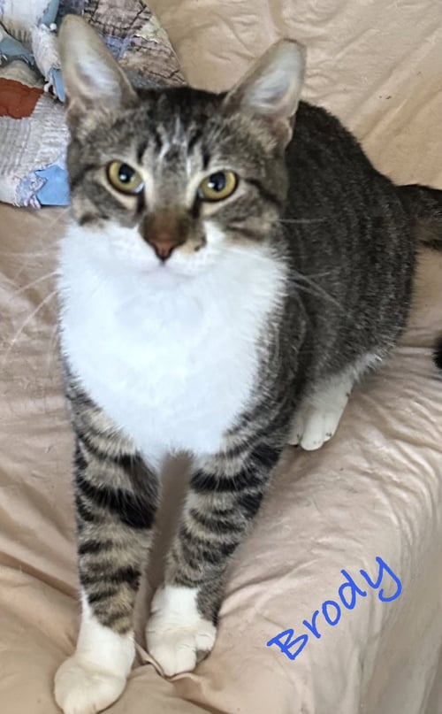 BRODY - Domestic Short Hair available for adoption
