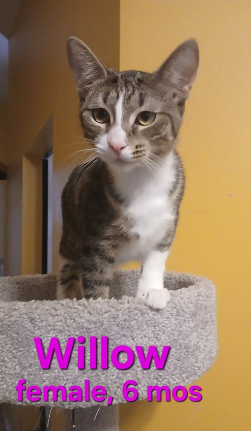 WILLOW - Domestic Short Hair available for adoption