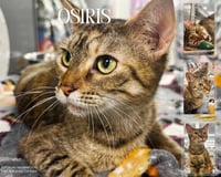 Osiris - Photo 1