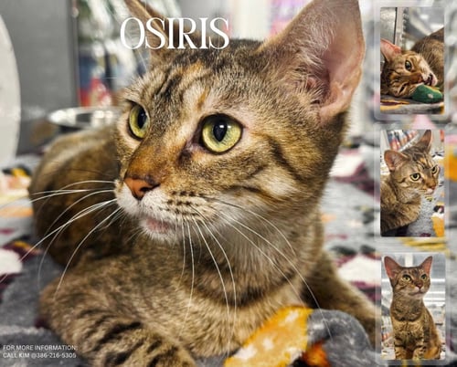 OSIRIS - Domestic Short Hair available for adoption