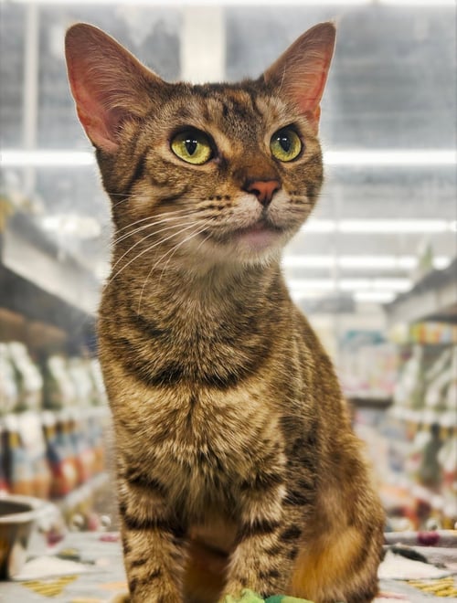 OSIRIS - Domestic Short Hair available for adoption