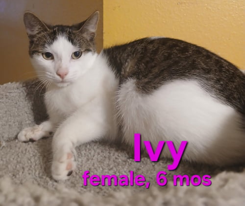 IVY - Domestic Short Hair available for adoption