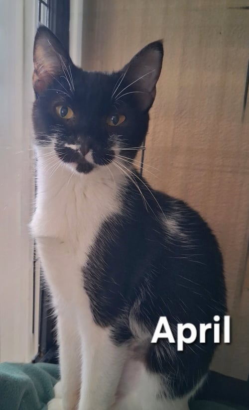 APRIL - Domestic Short Hair available for adoption