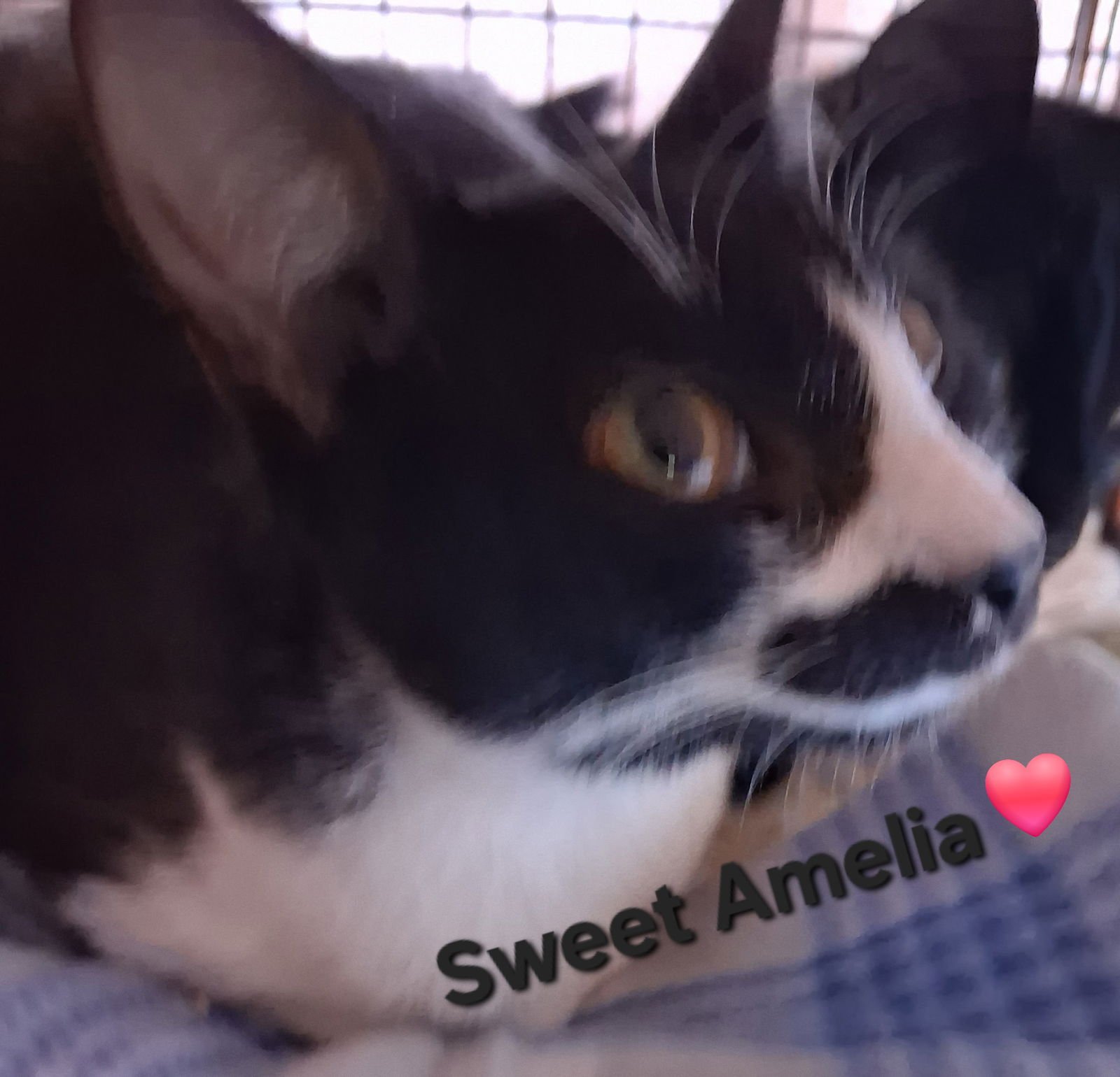 AMELIA - Domestic Short Hair available for adoption