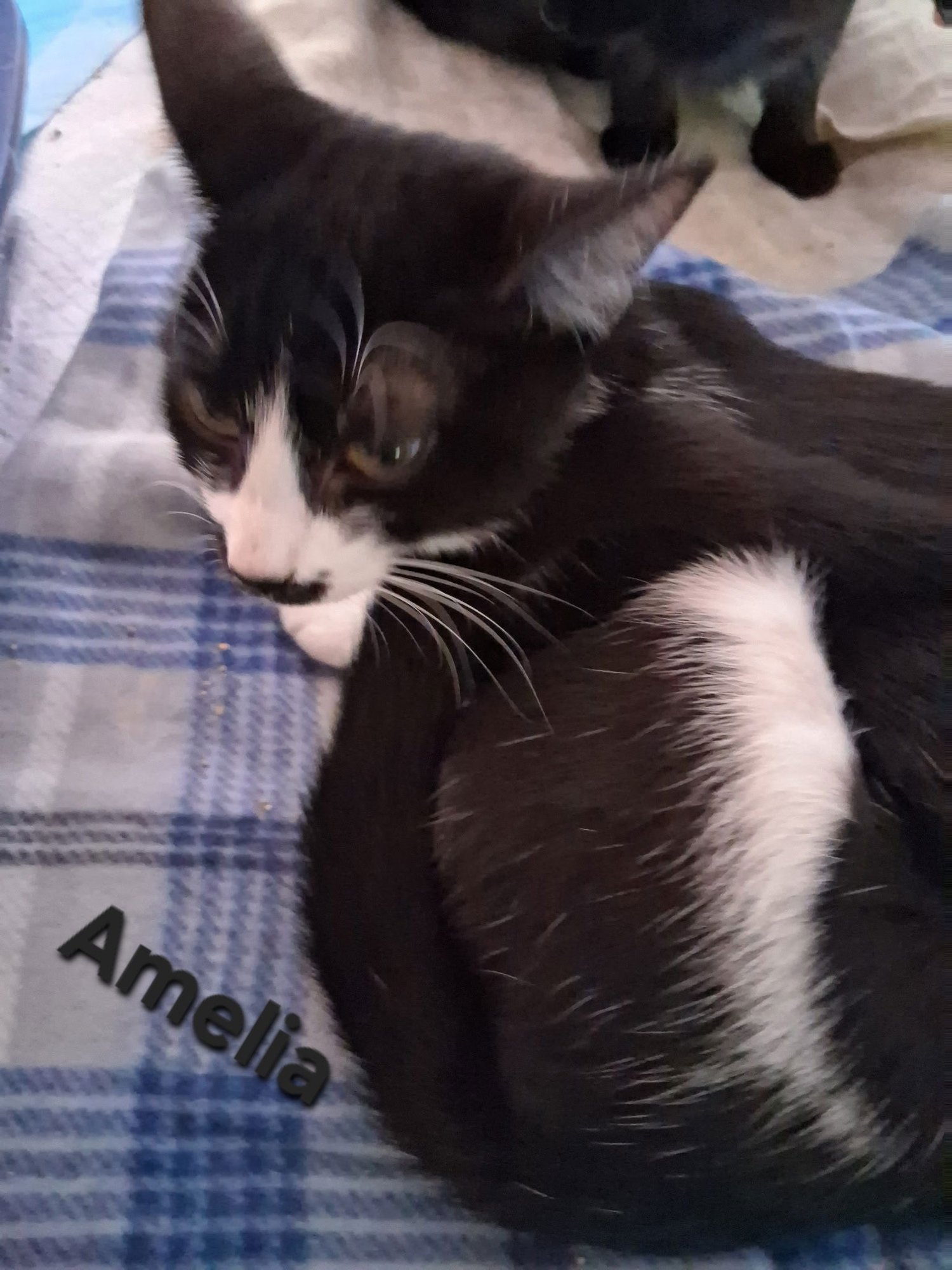 AMELIA - Domestic Short Hair available for adoption