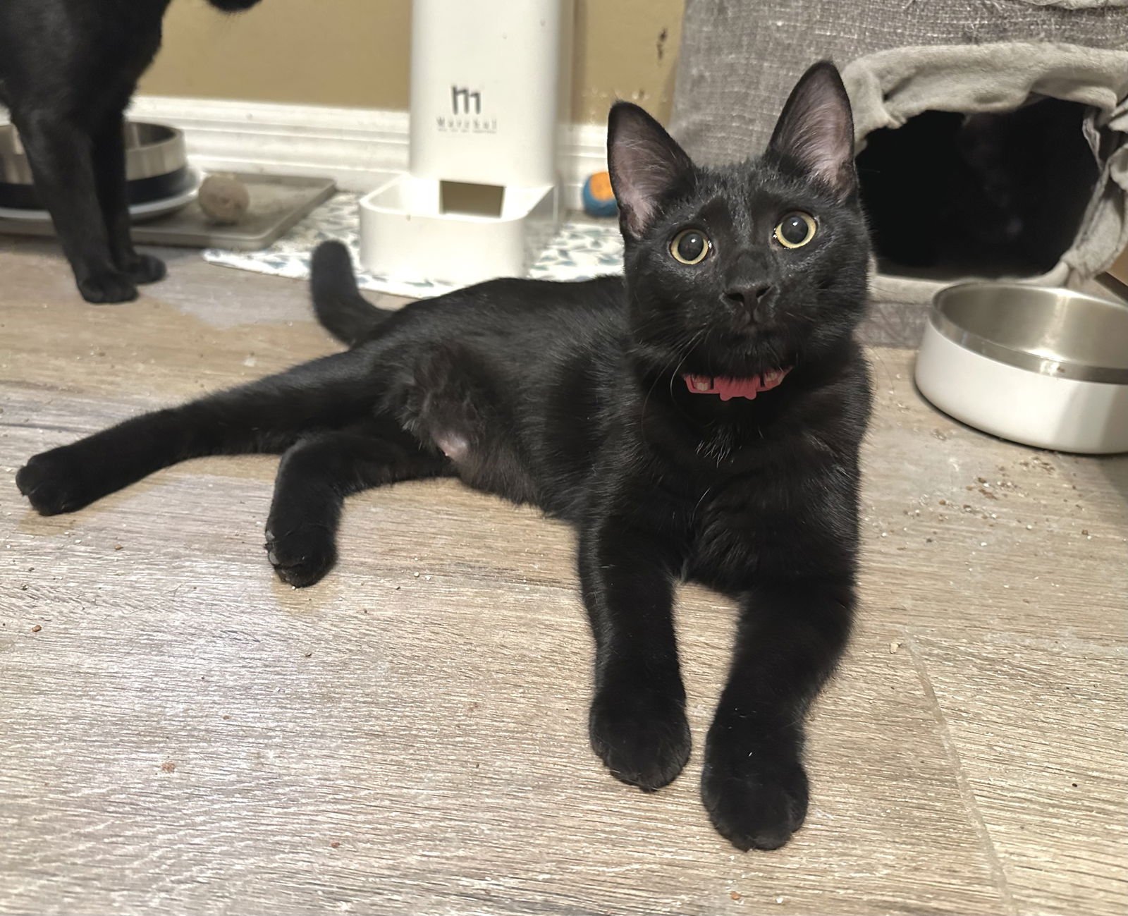 GIGI - Domestic Short Hair available for adoption