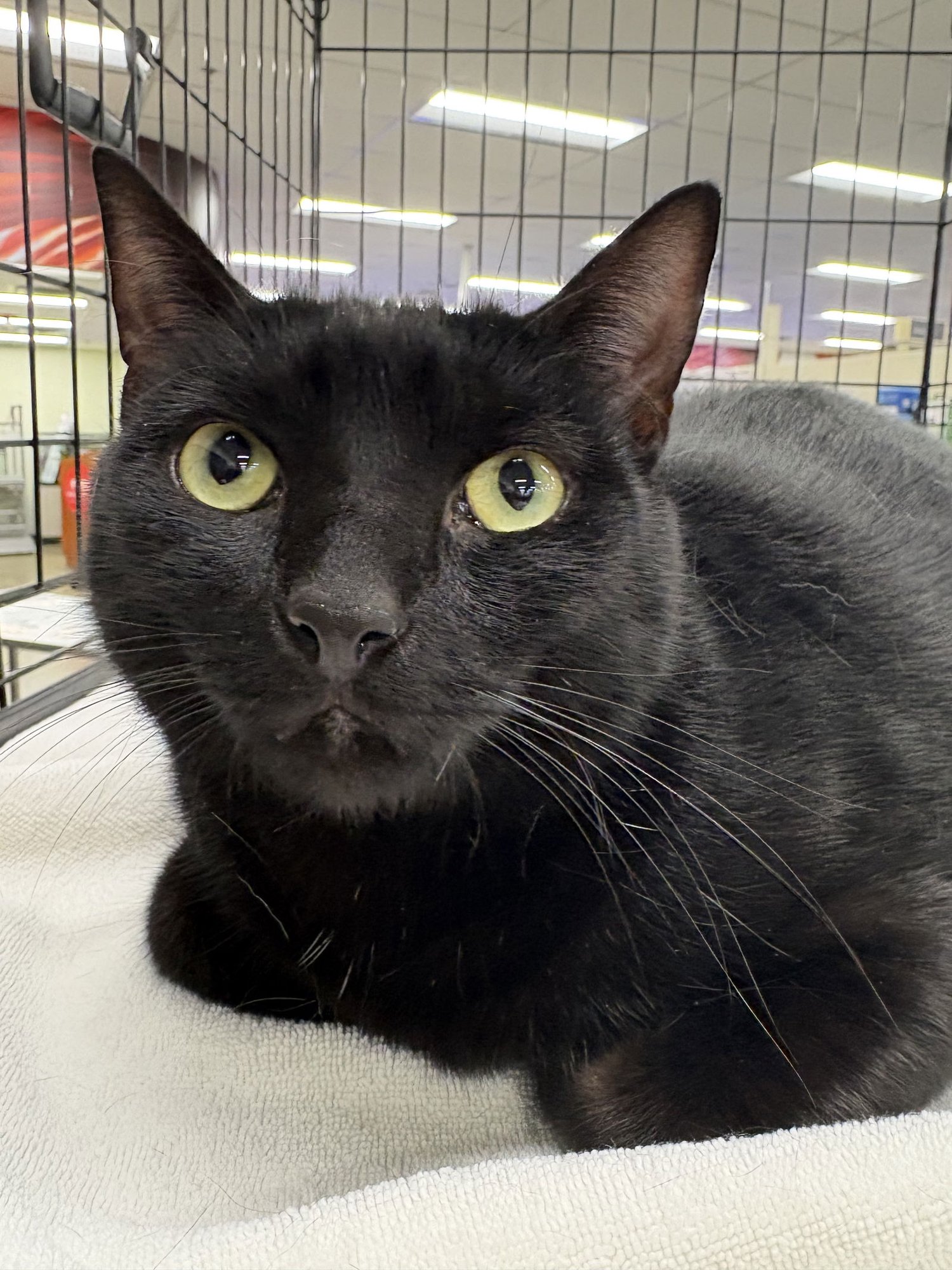 HAKI - Domestic Short Hair available for adoption