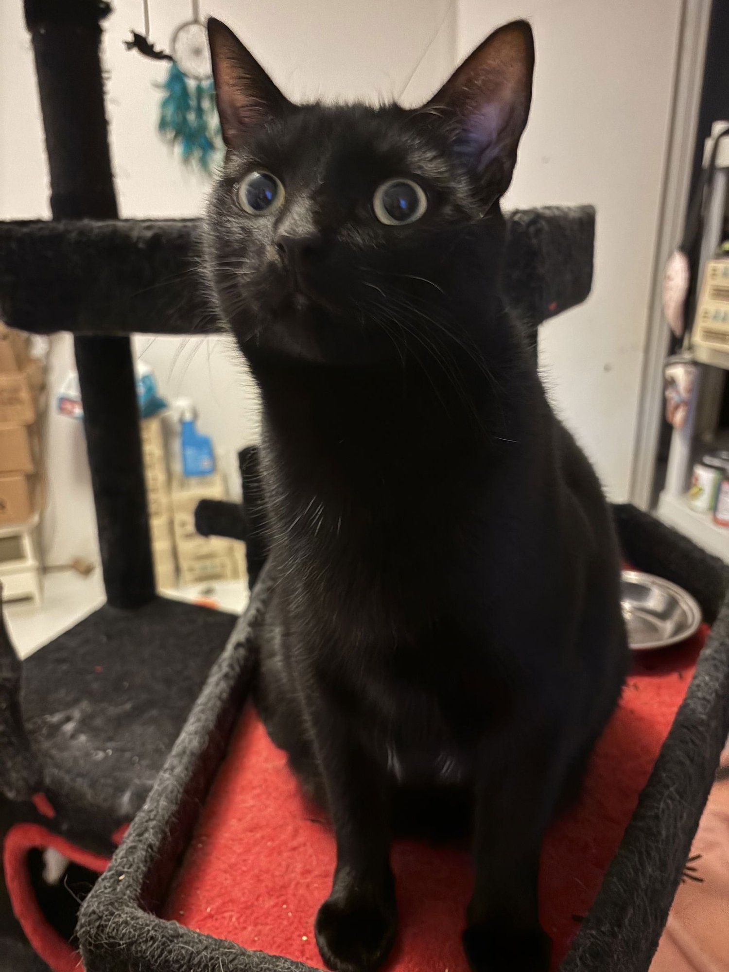 HAKI - Domestic Short Hair available for adoption