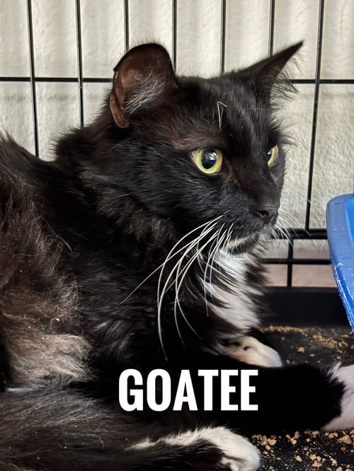 GOATEE - Domestic Long Hair available for adoption