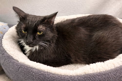 GOATEE - Domestic Long Hair available for adoption