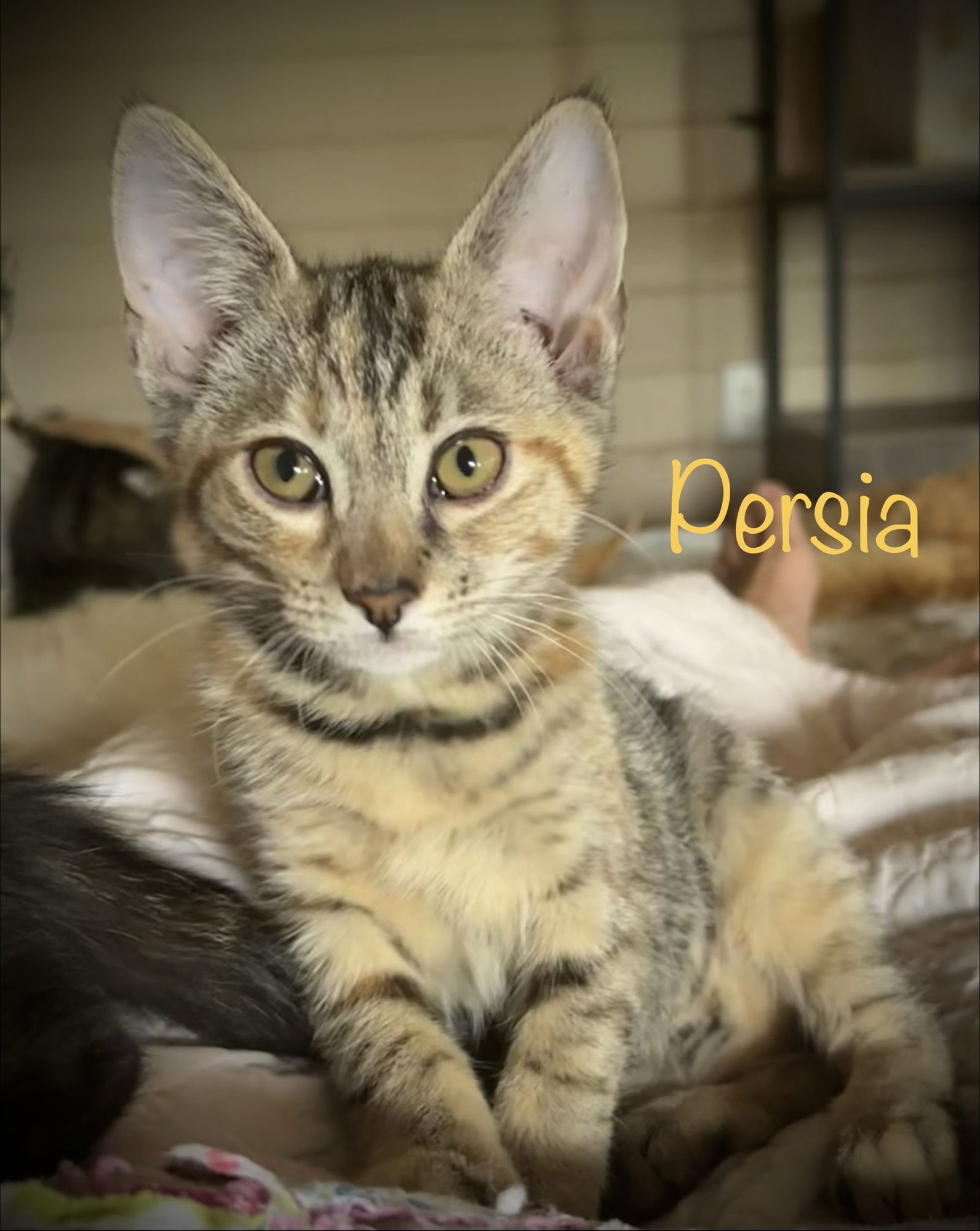 PERSIA - Domestic Short Hair / Torbie available for adoption