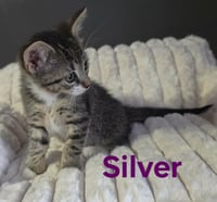 Silver - Photo 1