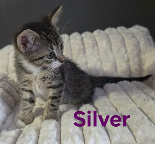 SILVER - Domestic Short Hair / Tabby available for adoption