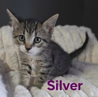 Silver - Photo 2