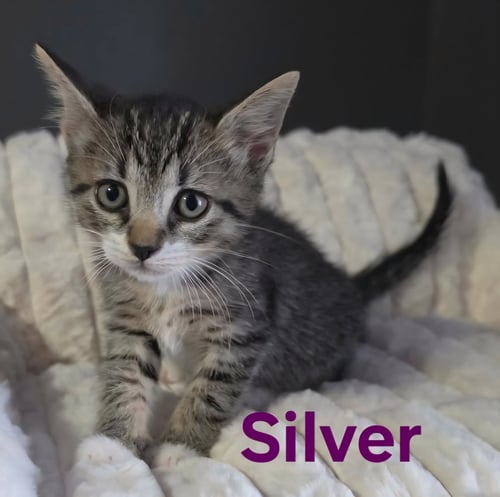 SILVER - Domestic Short Hair / Tabby available for adoption