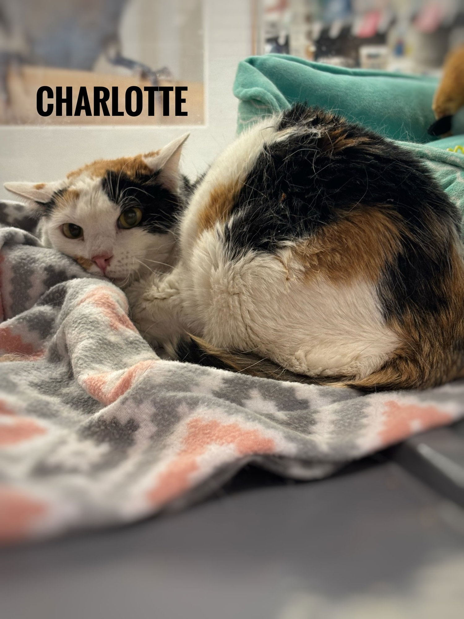 CHARLOTTE - Calico available for adoption