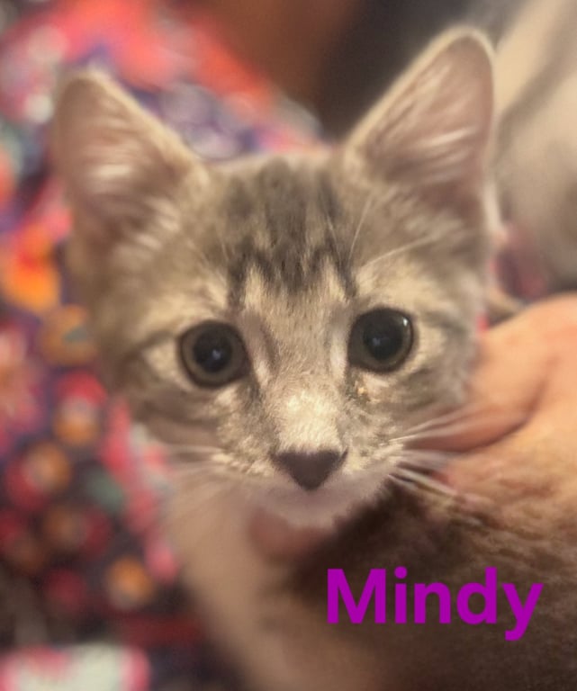 Mindy Image