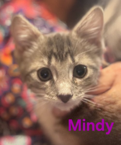 MINDY - Domestic Short Hair available for adoption