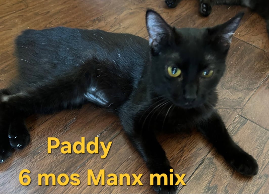 Paddy Image