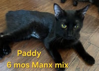 Paddy - Photo 1