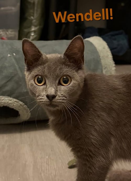 WENDELL - Domestic Short Hair available for adoption