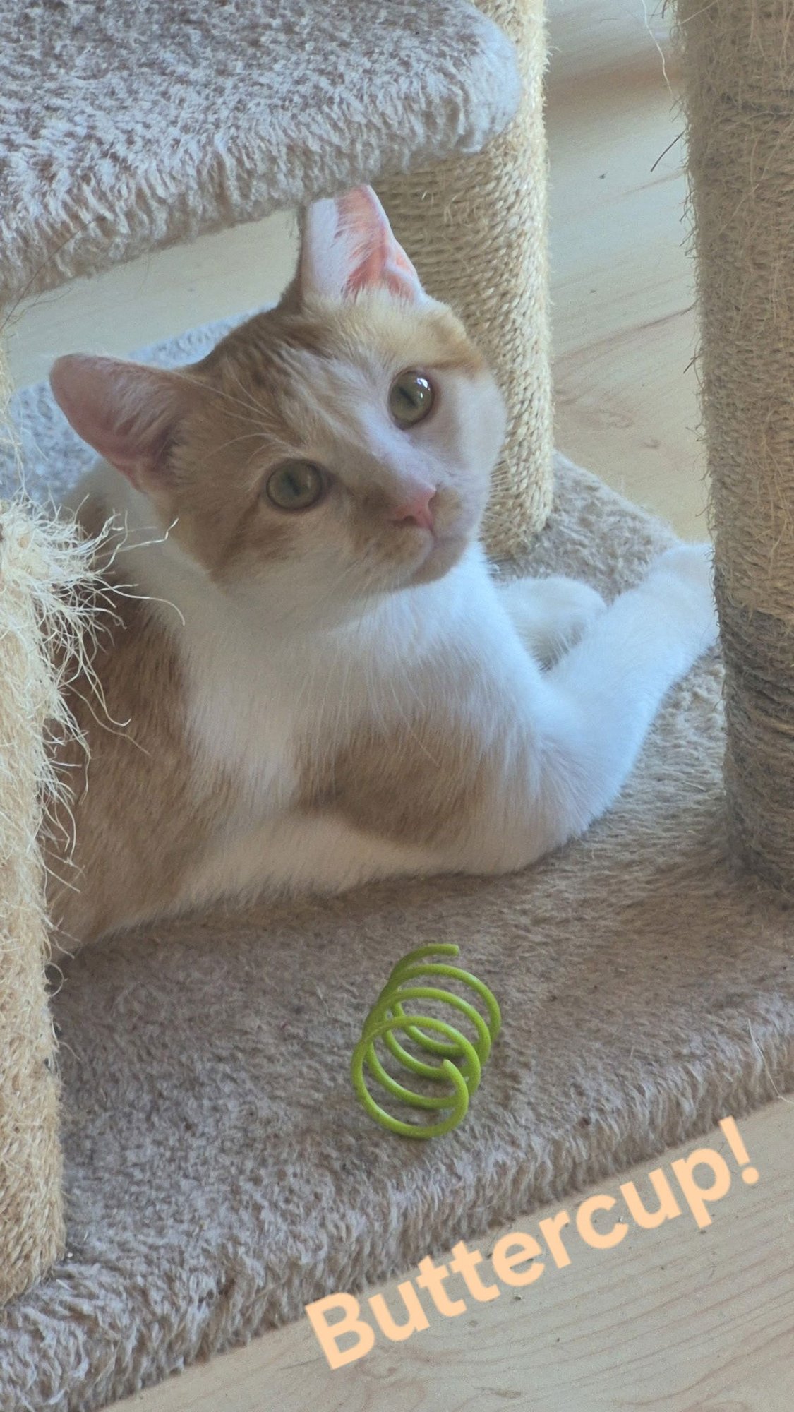 BUTTERCUP - Domestic Short Hair available for adoption