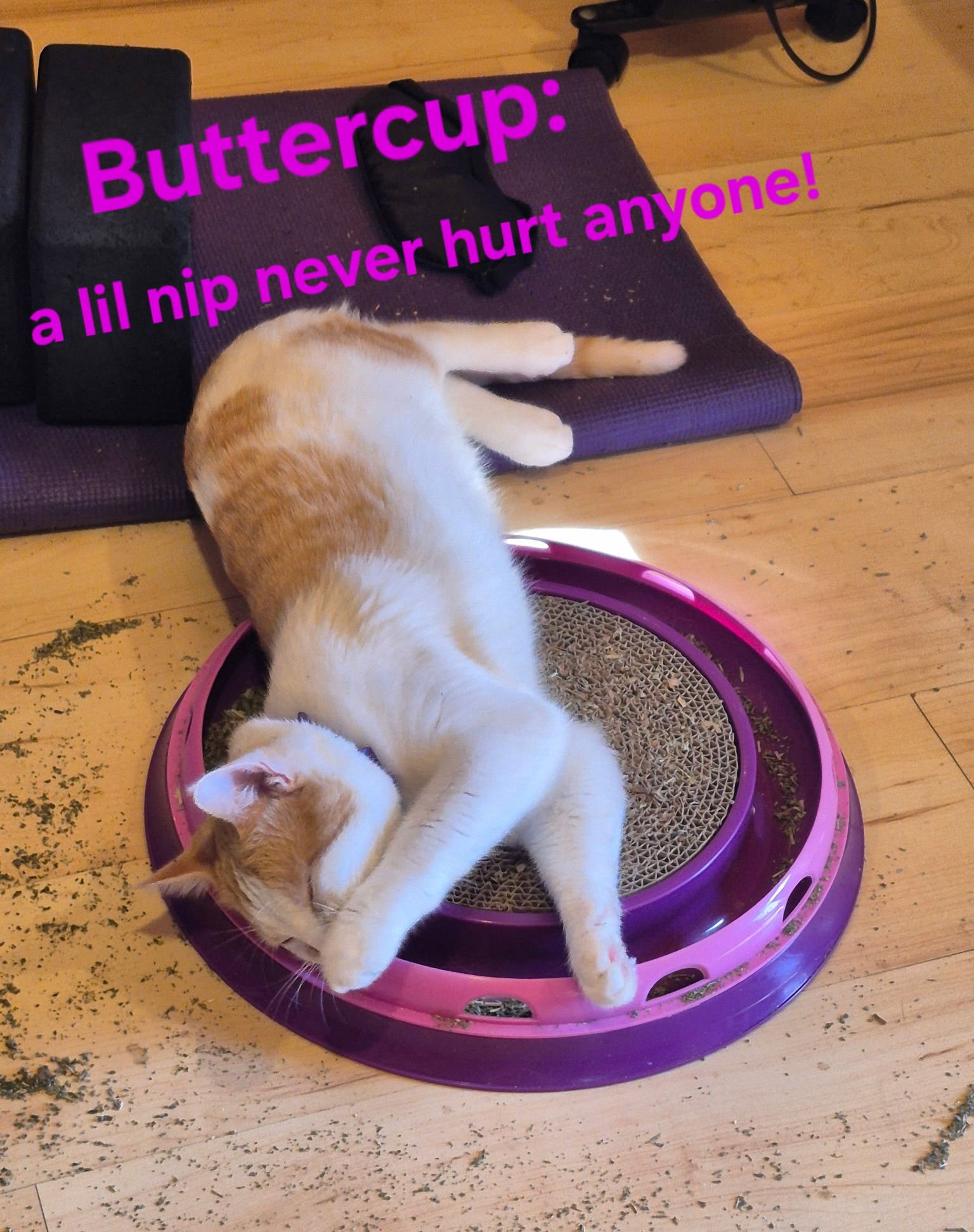 BUTTERCUP - Domestic Short Hair available for adoption