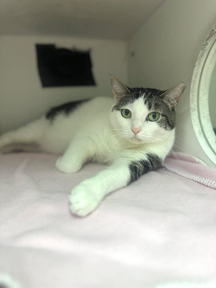 SKINNY - Domestic Short Hair available for adoption