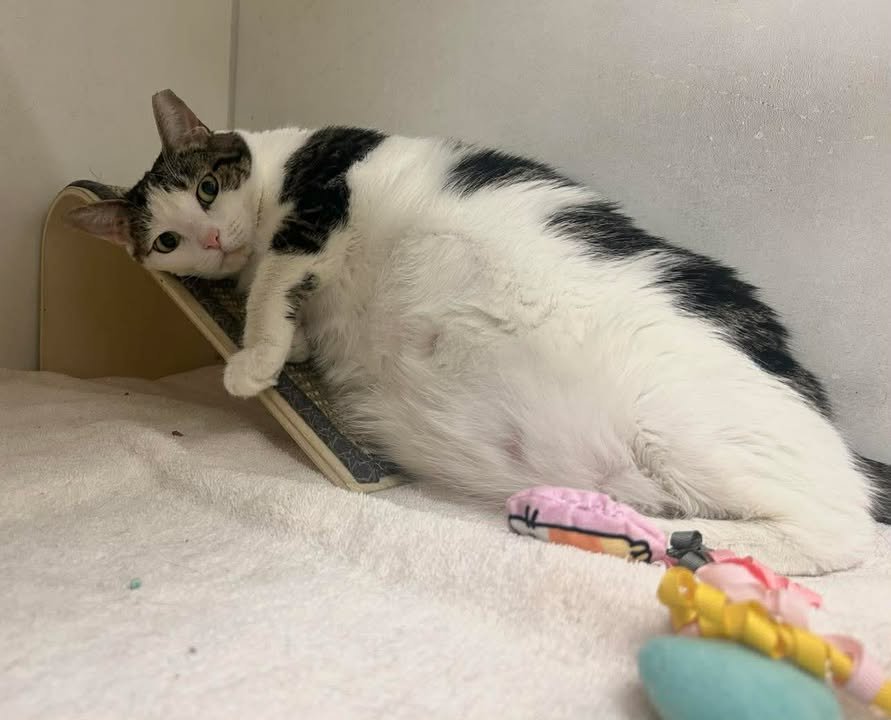 SKINNY - Domestic Short Hair available for adoption