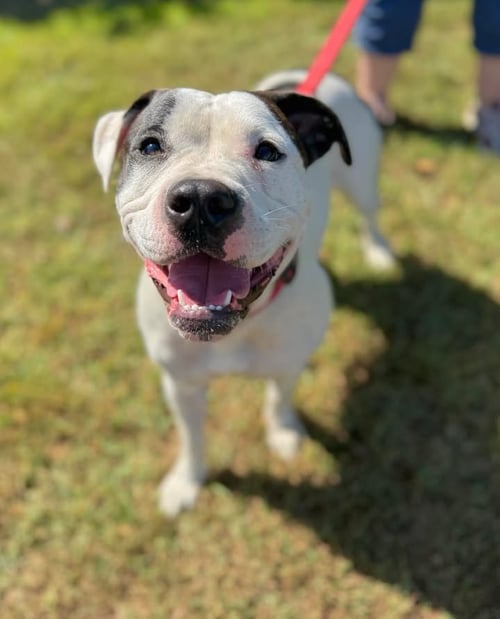 DARLA - American Staffordshire Terrier available for adoption