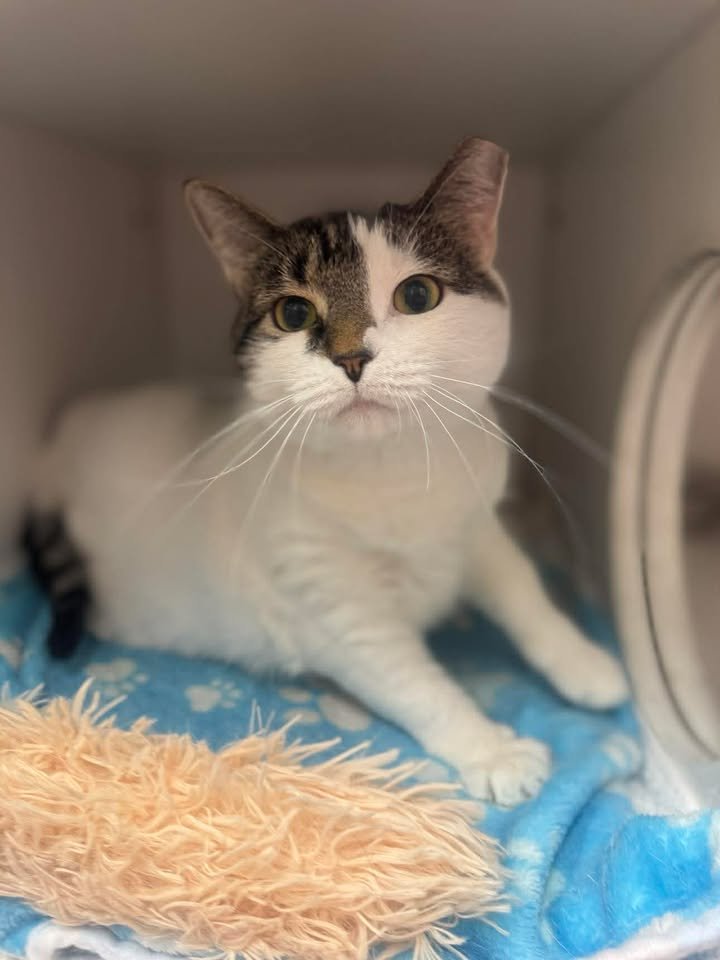 WENDY - Domestic Short Hair available for adoption