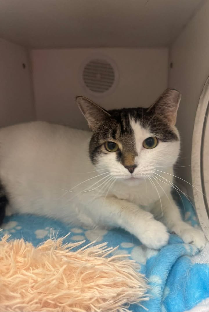 WENDY - Domestic Short Hair available for adoption