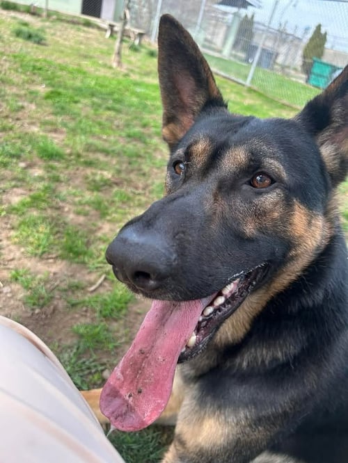 KASH - German Shepherd Dog available for adoption