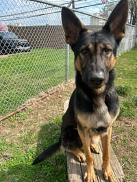 Kash - Photo 1