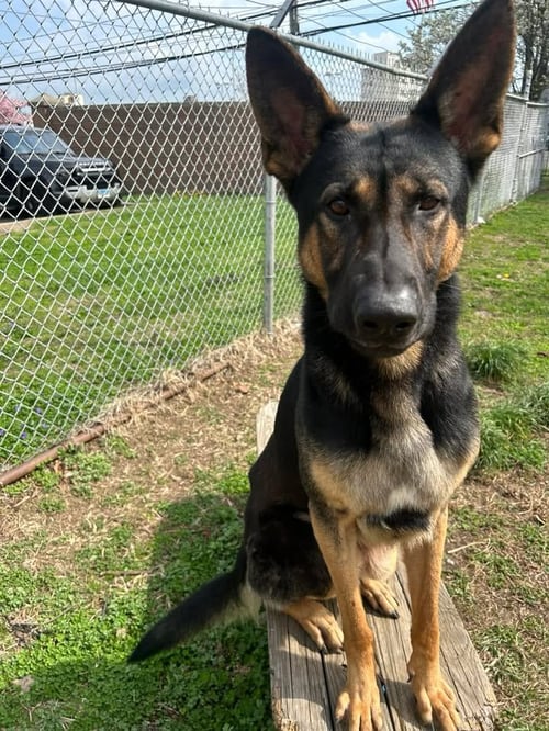 KASH - German Shepherd Dog for adoption in Bridgeport