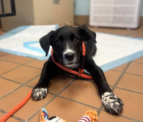 MARTY - Labrador Retriever for adoption in Stamford