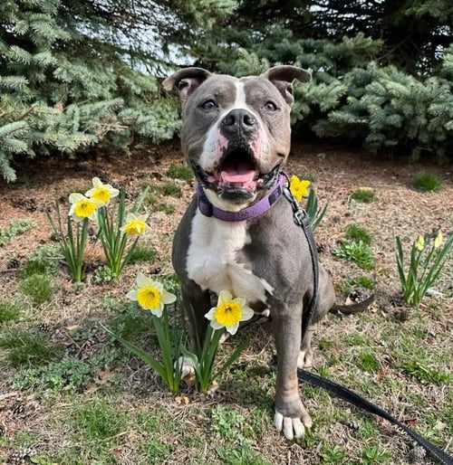 GEMMA - American Pit Bull Terrier available for adoption
