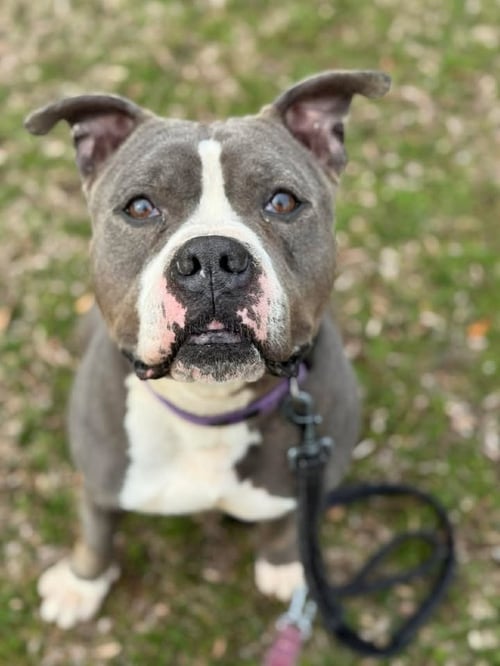 GEMMA - American Pit Bull Terrier available for adoption